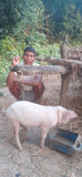 CC23 - #19 - A Piglet (West Nepal)