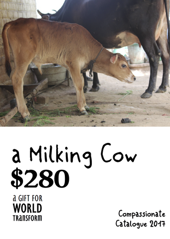CC17 - #19 - A Milking Cow